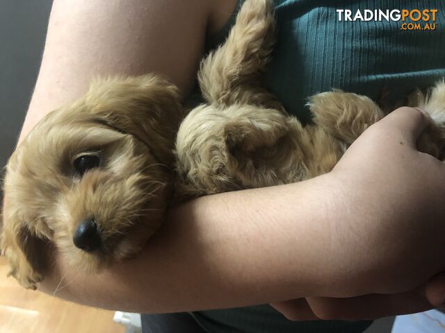 4 Female Cavoodle Puppies