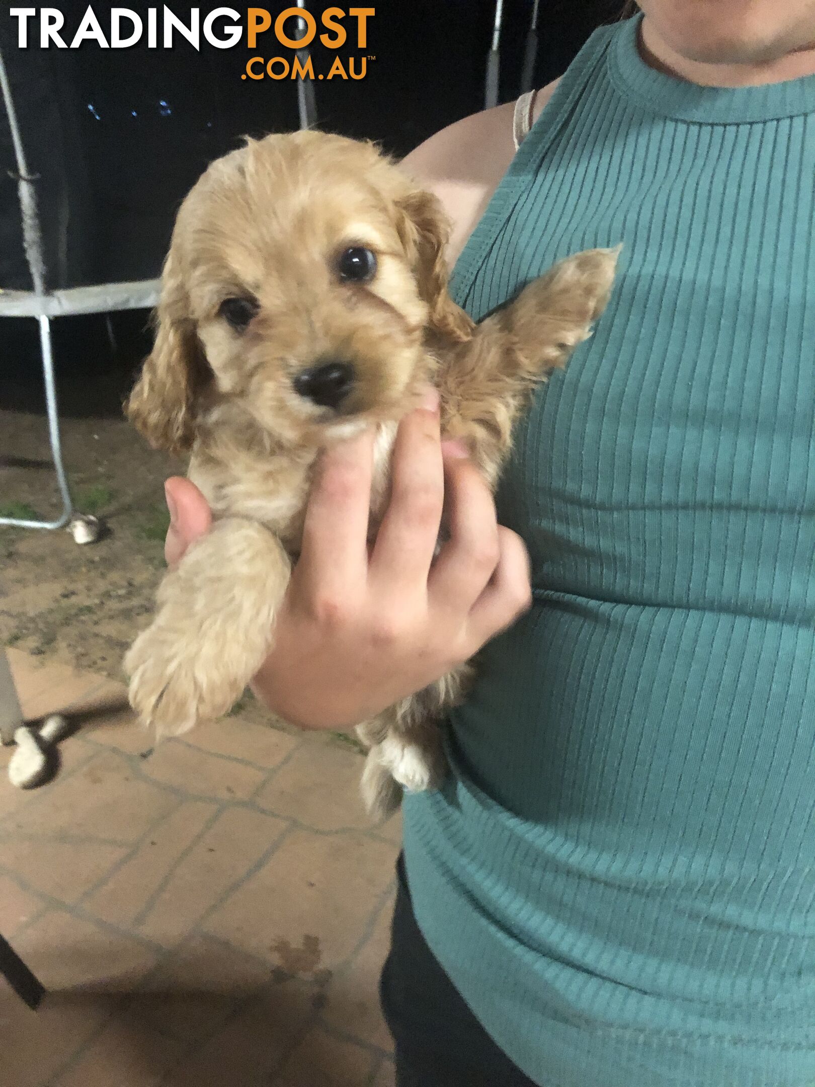 4 Female Cavoodle Puppies