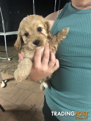 4 Female Cavoodle Puppies