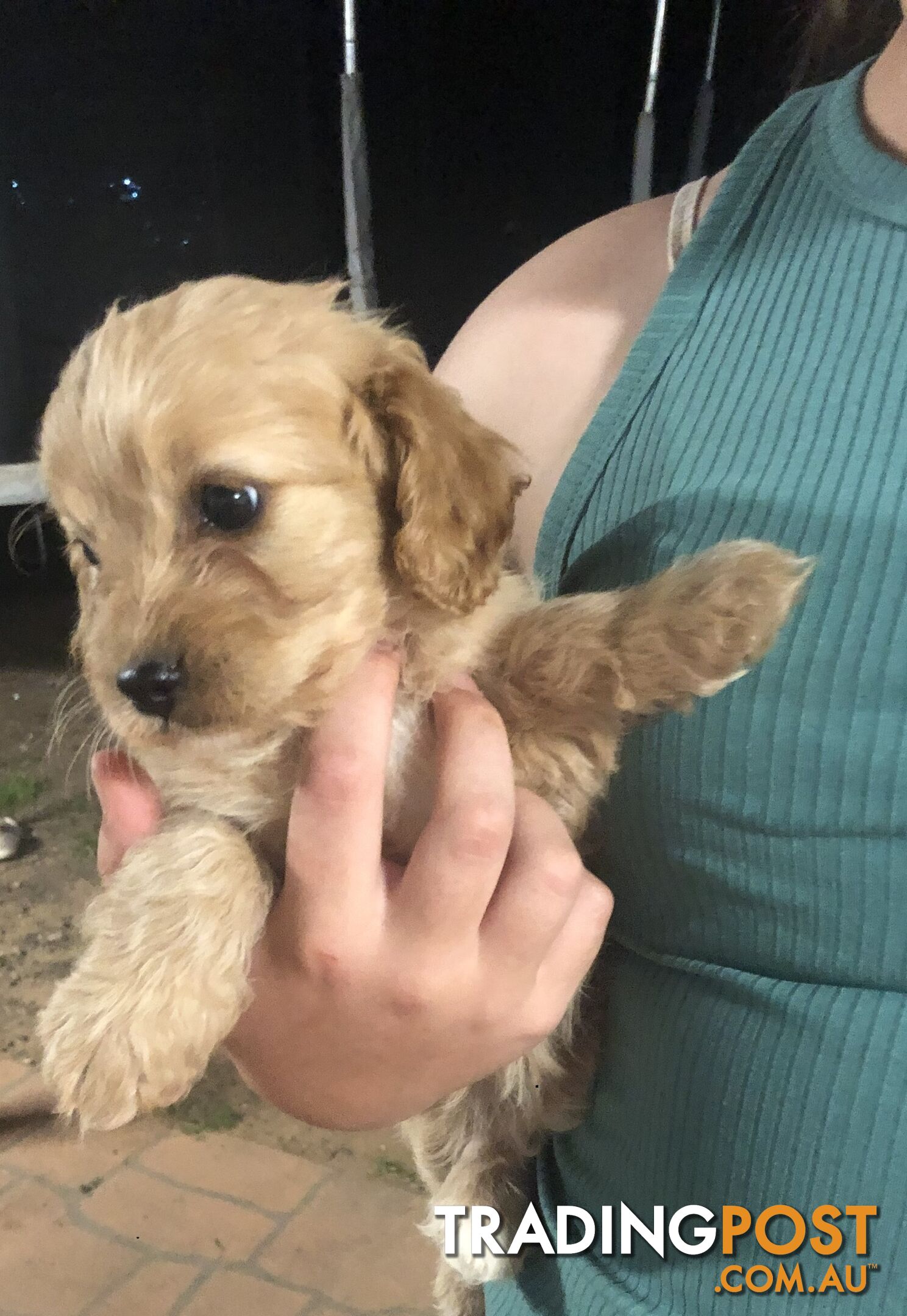 4 Female Cavoodle Puppies