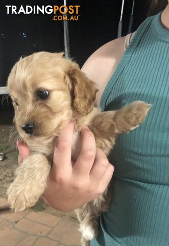 3 Female Cavoodle Puppies