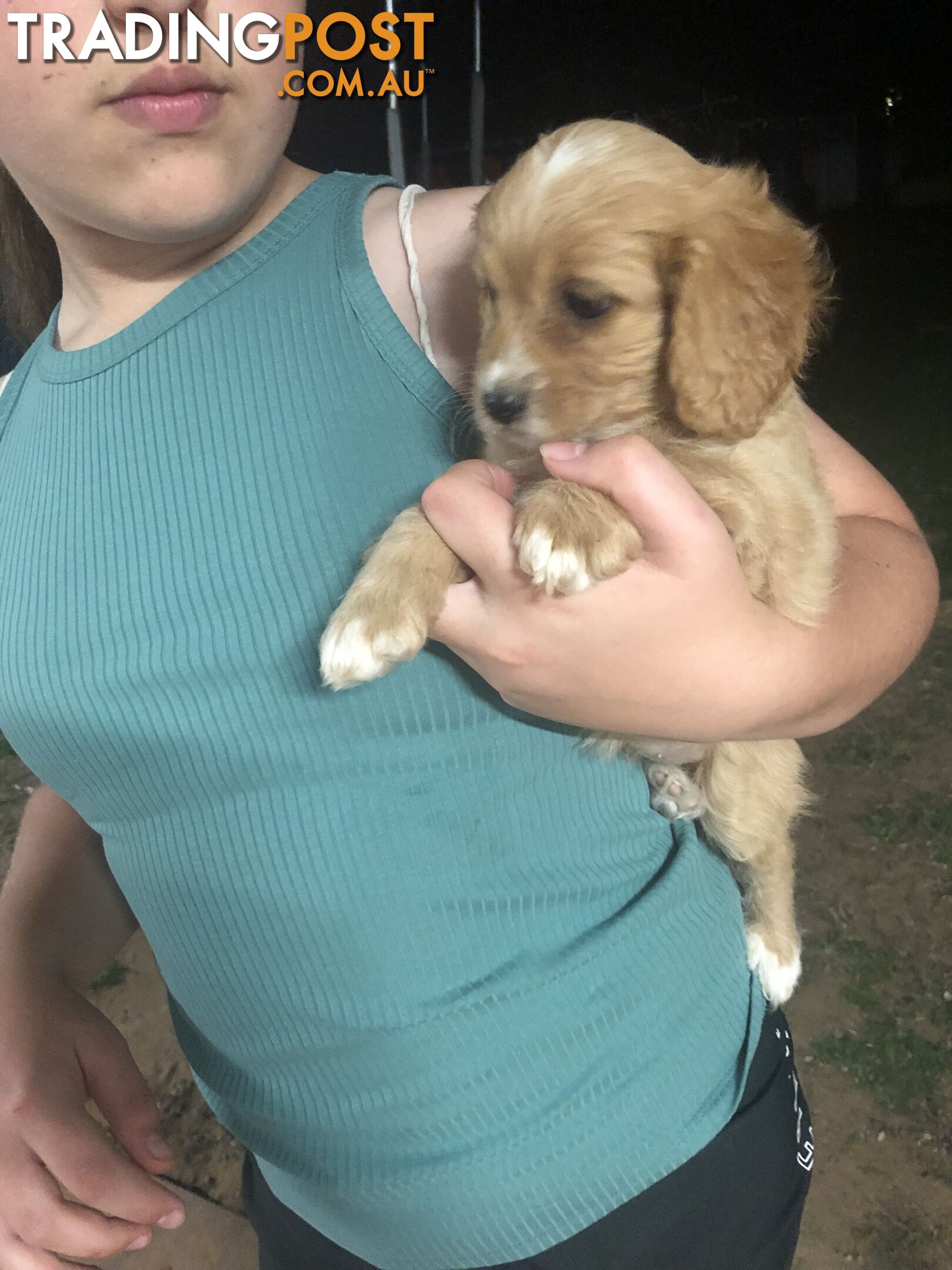 4 Female Cavoodle Puppies