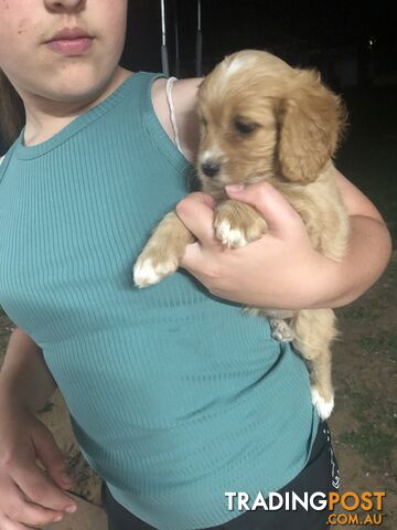 4 Female Cavoodle Puppies