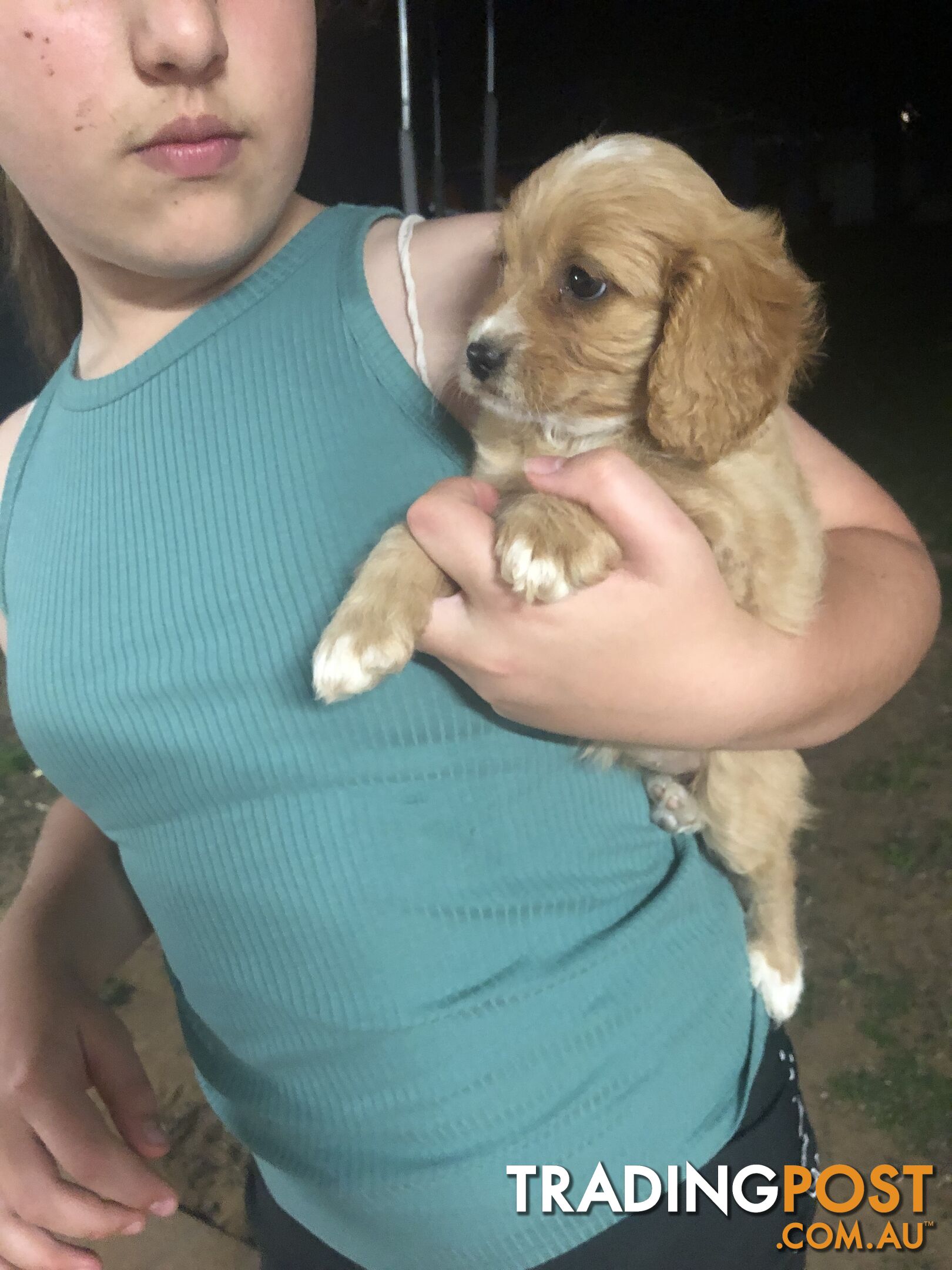 4 Female Cavoodle Puppies