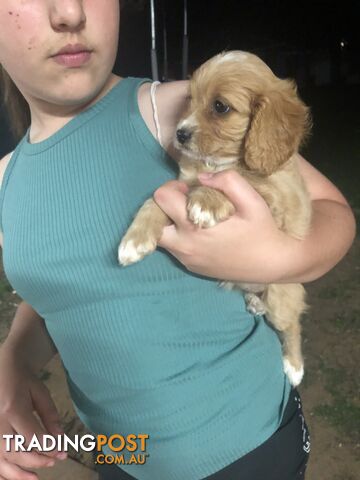 4 Female Cavoodle Puppies