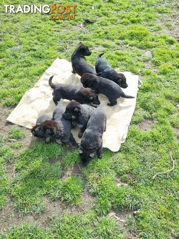 6 weeks old German shepherd puppy