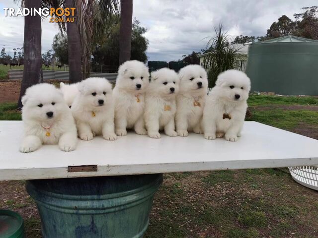 Adorable litter of purebred Samoyeds for sale!