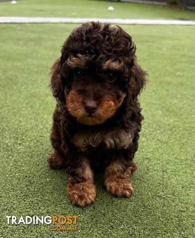 Pure Bred Toy Poodle Male