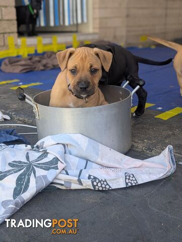 American Staffordshire puppy