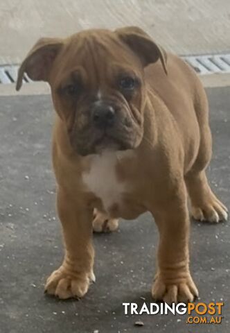 Pure British bulldog x British bull boxer