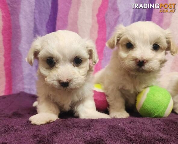 Maltese Puppies - DNA Clear