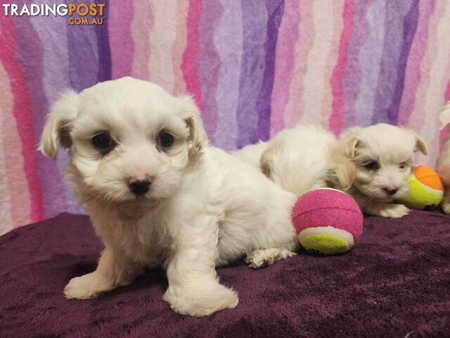 Maltese Puppies - DNA Clear
