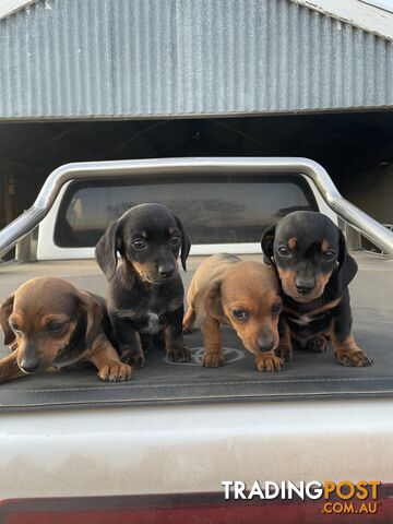 Chiweenies