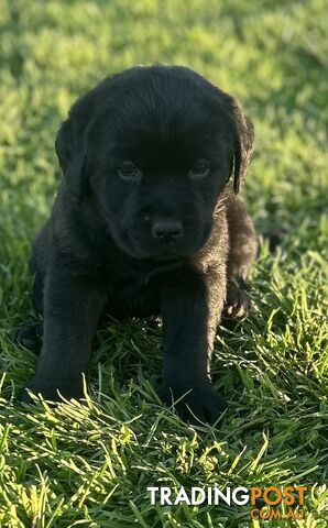 Walker Purebred Labrador Puppies