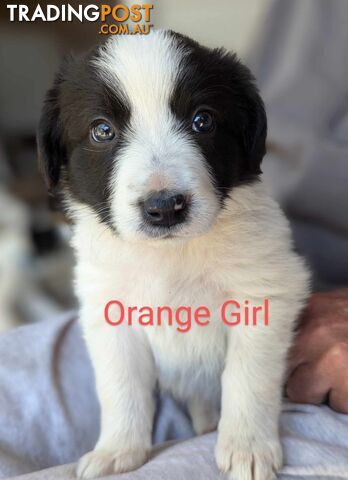 Border Collie Puppies