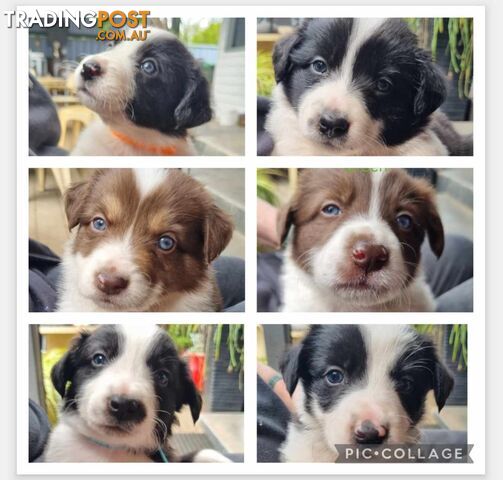 Border Collie Puppies