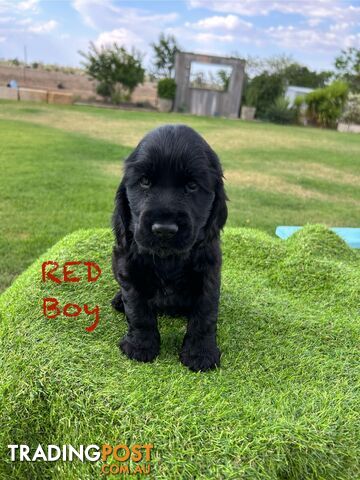 Cockerspaniel Puppies