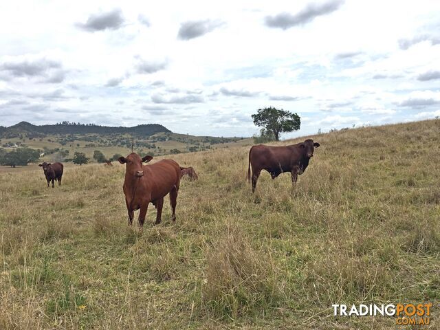 MAMA LILLYDALE QLD 4347