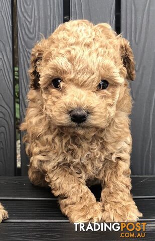 Toy Poodle Puppies