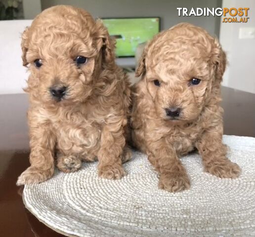 Toy Poodle Puppies