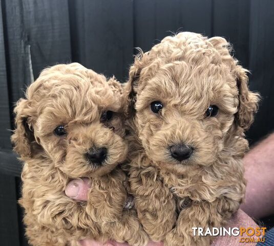 Toy Poodle Puppies