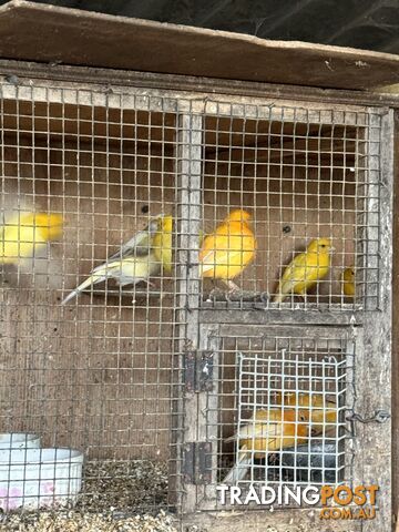 Last years canary’s for sale.