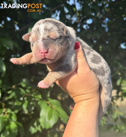 American Bully - FULL IMPORT Bloodlines (XLbullies)