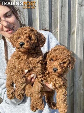 Purebred Mini/Toy Poodle Puppies