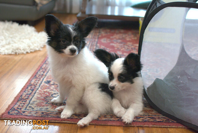 Papillon puppies (  the pure breed ) are seeking their loving home.