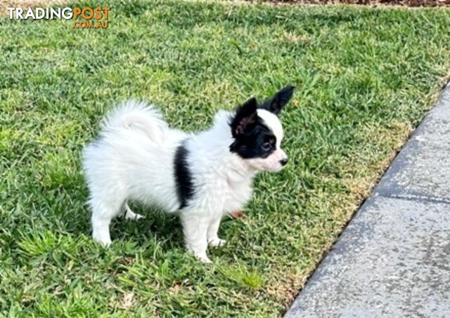 Papillon puppy (  the pure breed ) is seeking their loving home.