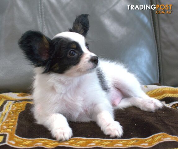 Papillon puppy (  the pure breed ) is seeking their loving home.