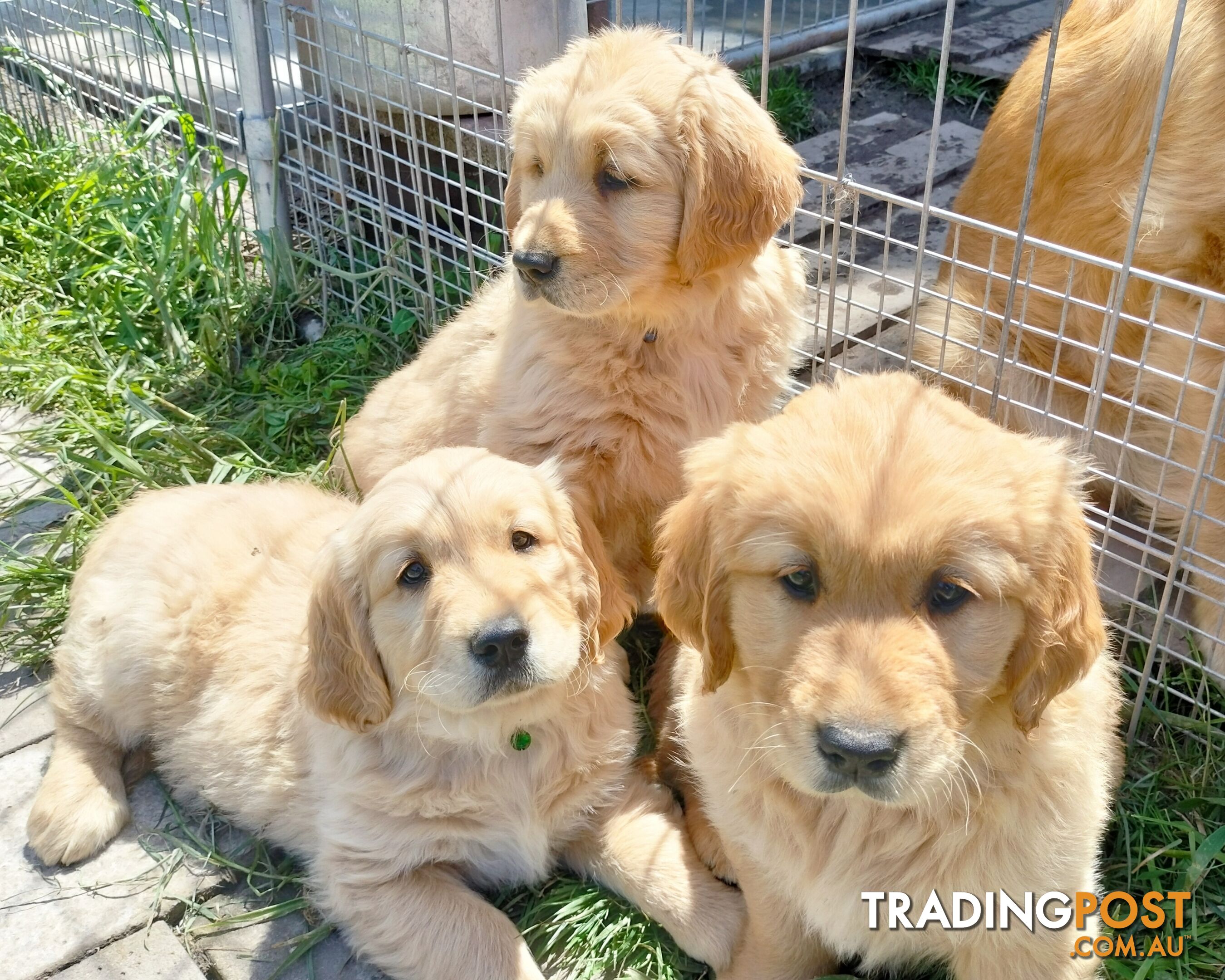 Purebred gold retriever