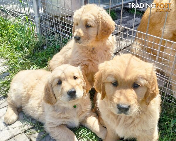 Purebred gold retriever