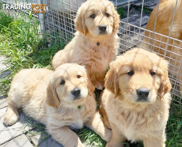 Purebred gold retriever