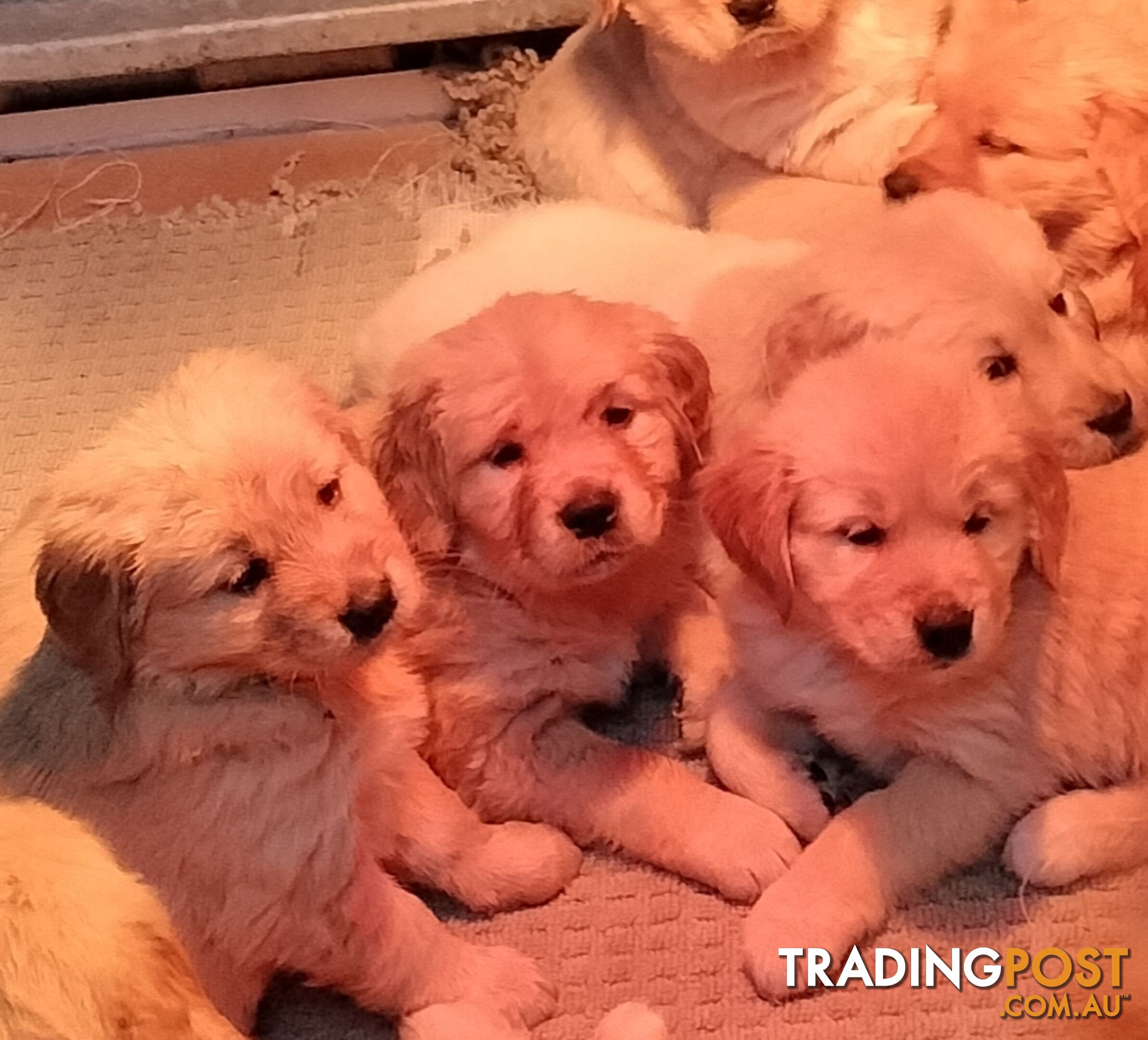 Purebred gold retriever