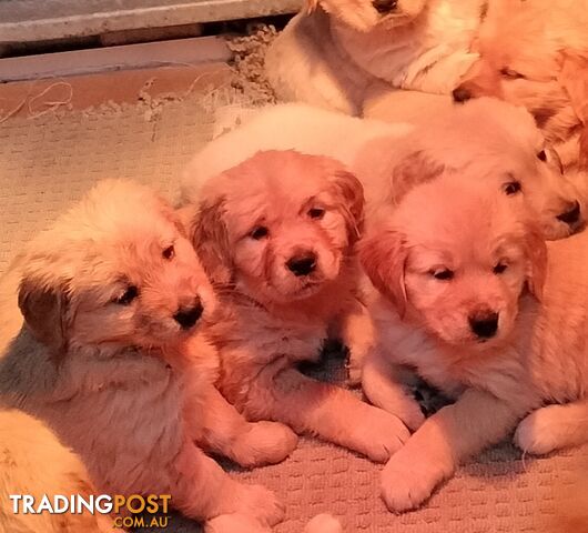 Purebred gold retriever