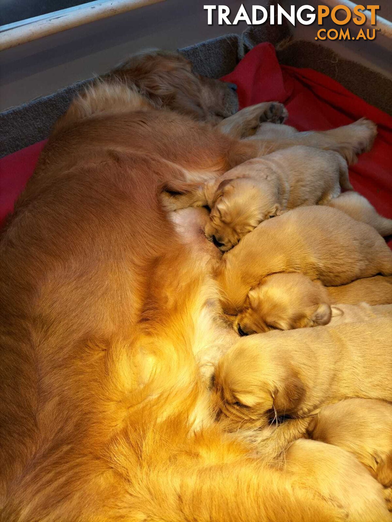 Purebred gold retriever