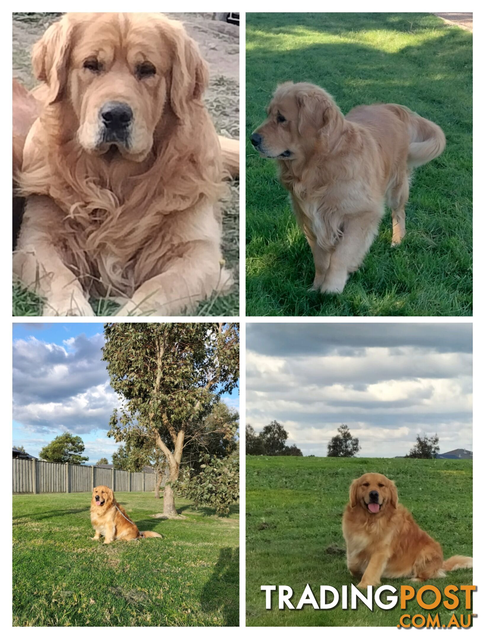 Purebred gold retriever