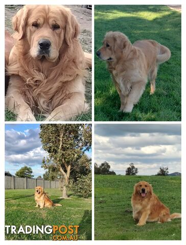 Purebred gold retriever