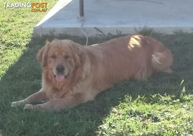 Purebred gold retriever