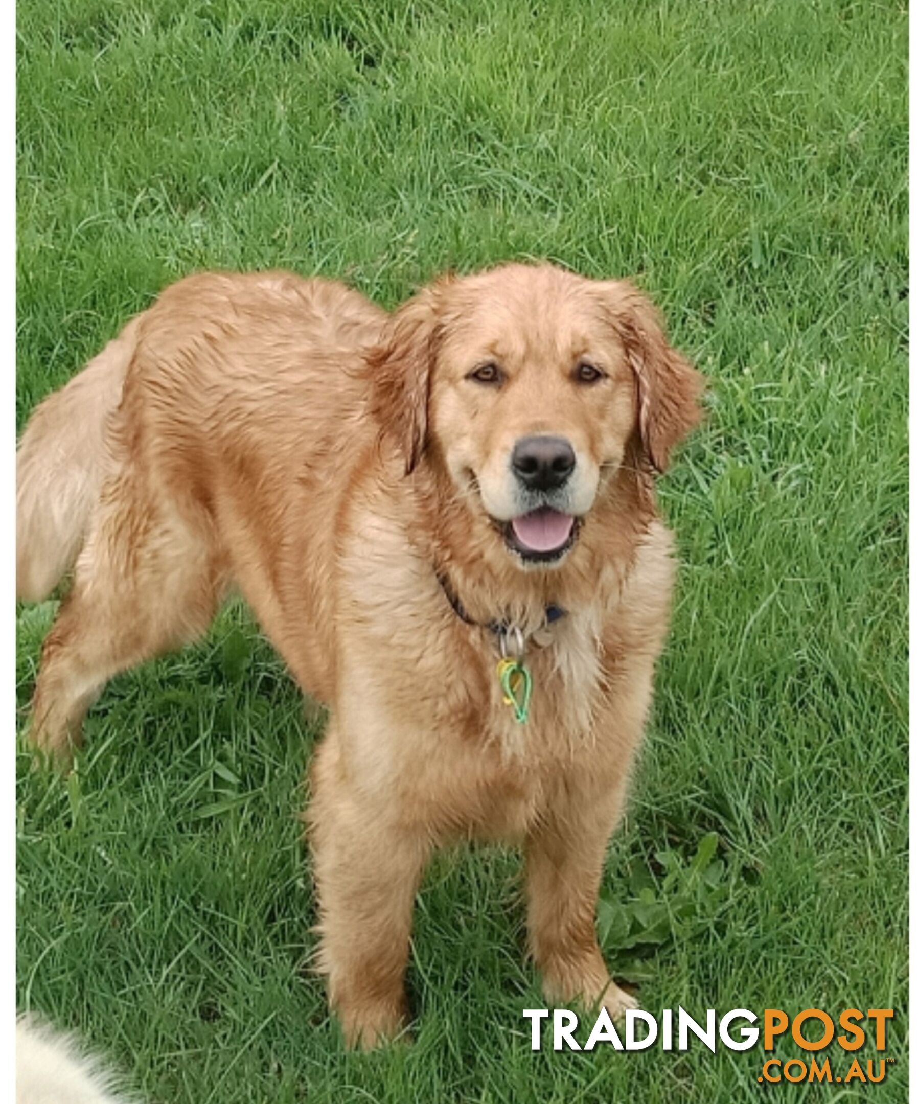 Purebred gold retriever