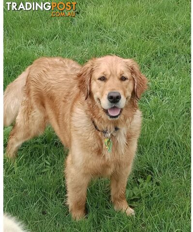 Purebred gold retriever