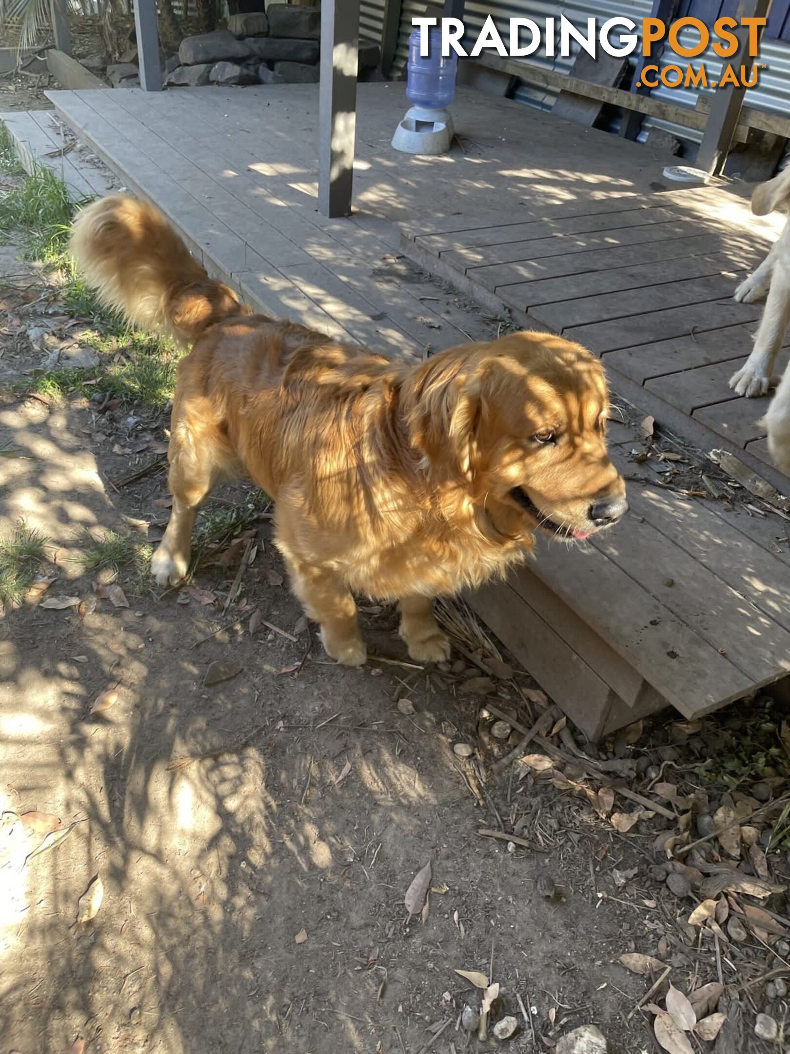 Purebred gold retriever