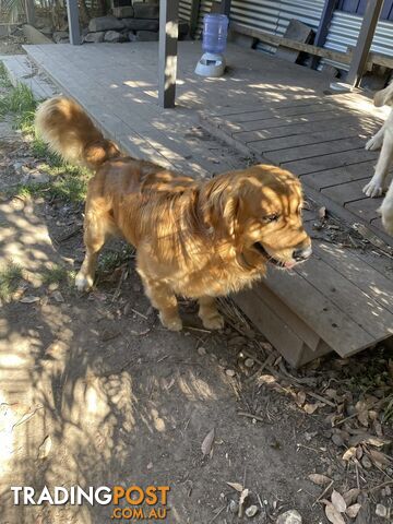 Purebred gold retriever