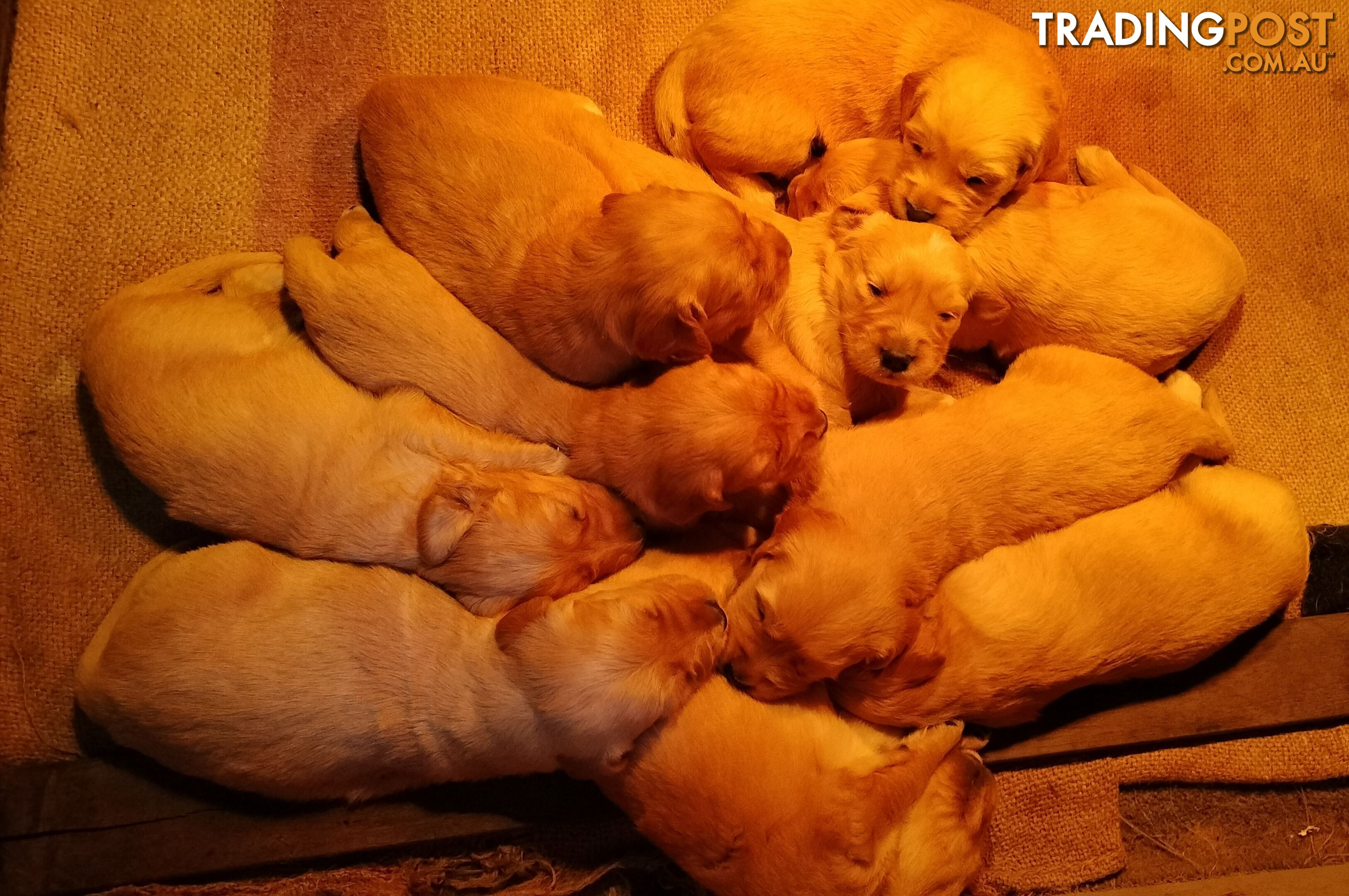 Purebred puppies gold retriever.