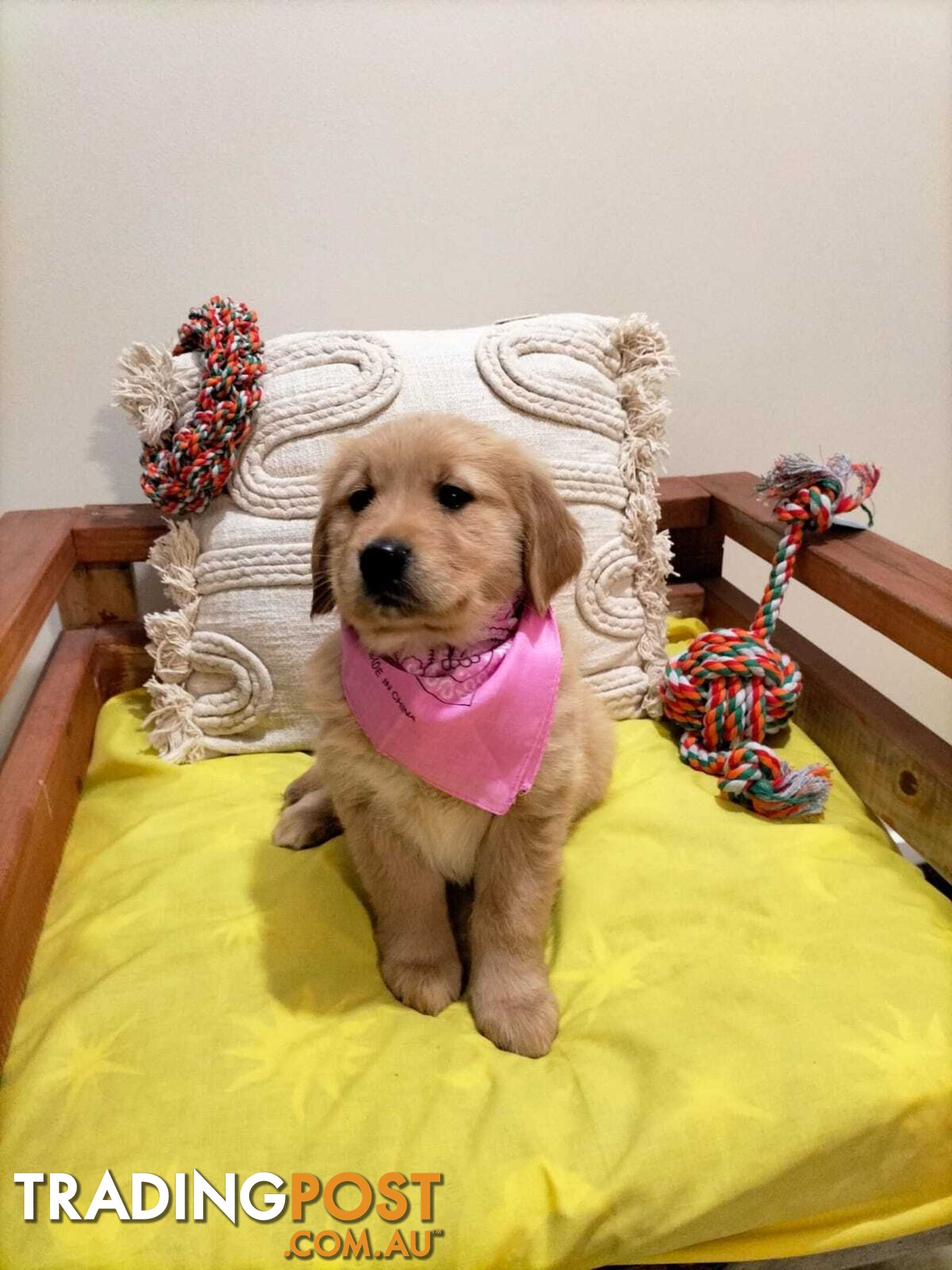 100% Purebred puppies gold retriever. Negotiable