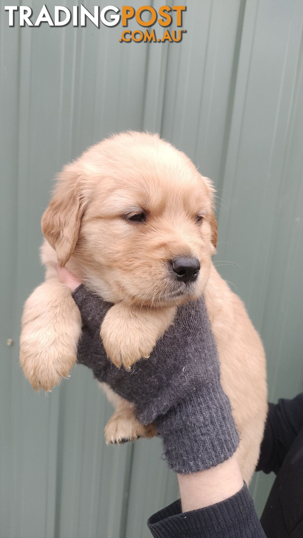 100% Purebred puppies gold retriever.