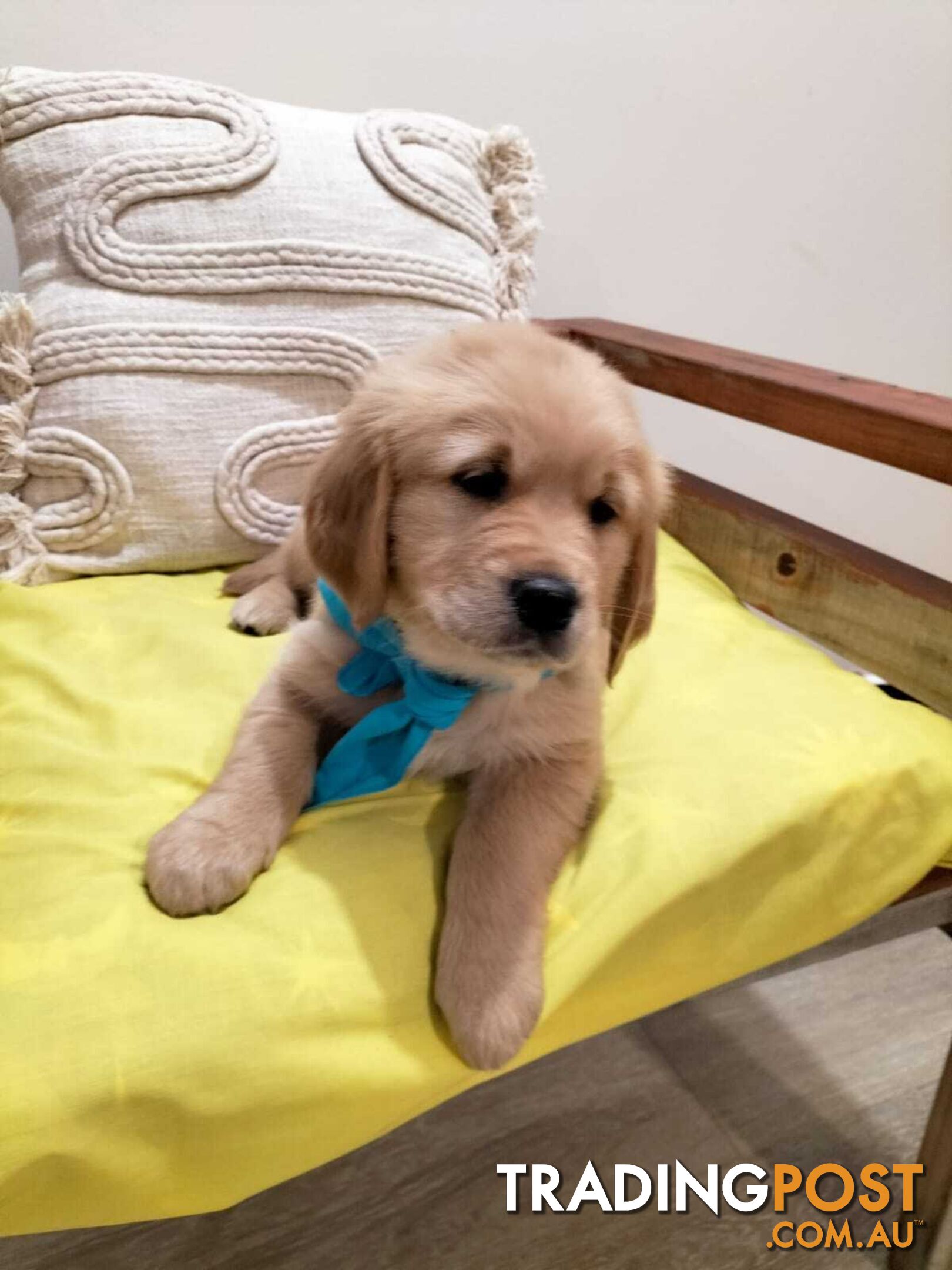 100% Purebred puppies gold retriever. Negotiable