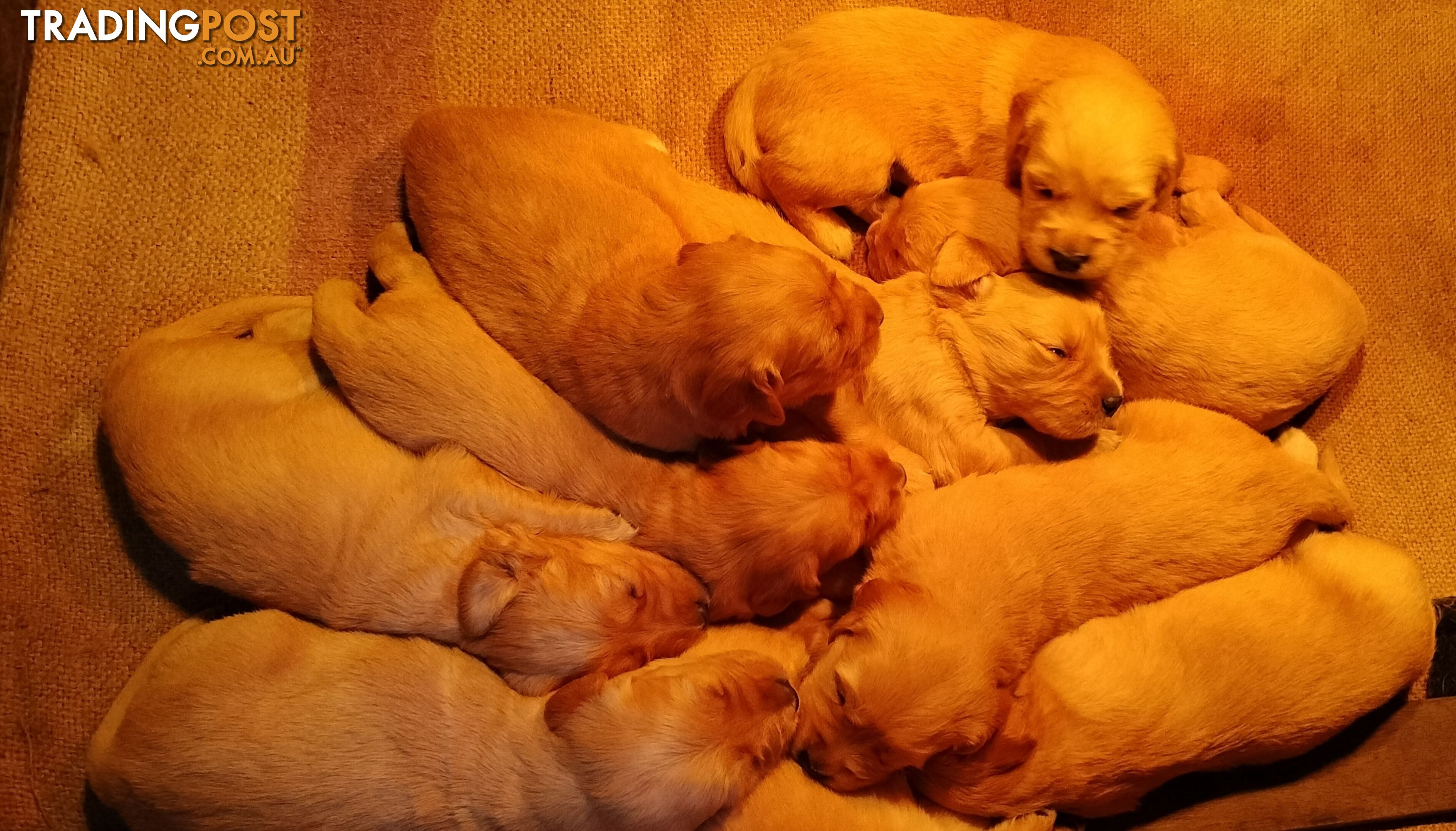 Purebred puppies gold retriever.