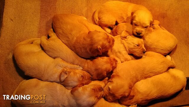 Purebred puppies gold retriever. Expression of interest